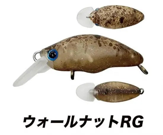 スミス 団子魚 ダンゴウオ