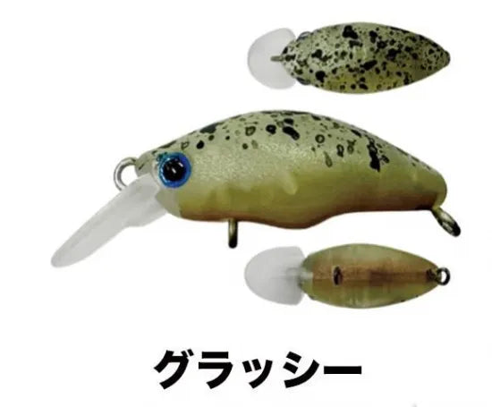スミス　団子魚　ダンゴウオ　